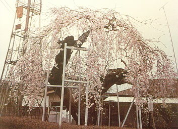 大宮神社のしだれ桜の画像