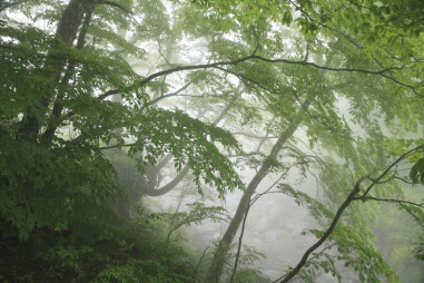 イヌブナ自然林の画像