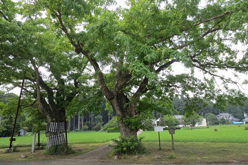 さいかちの木　二樹の画像