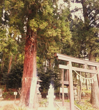 岩戸別神社社叢の画像