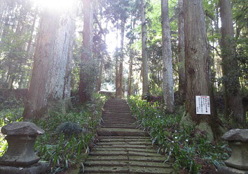 道下薬師堂参道 杉並木の画像