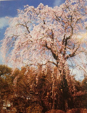 道下のしだれ桜の画像