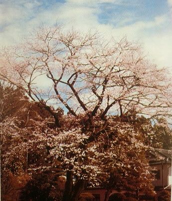 金枝の桜の画像